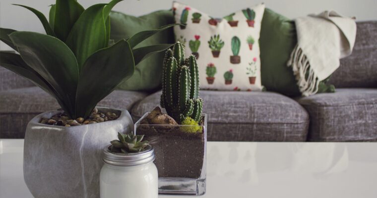 Beginner-Friendly Plants to Improve Your Lifestyle