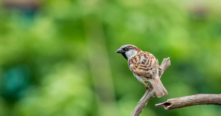 5 Easy Ways to Make Your Home Eco-Friendly