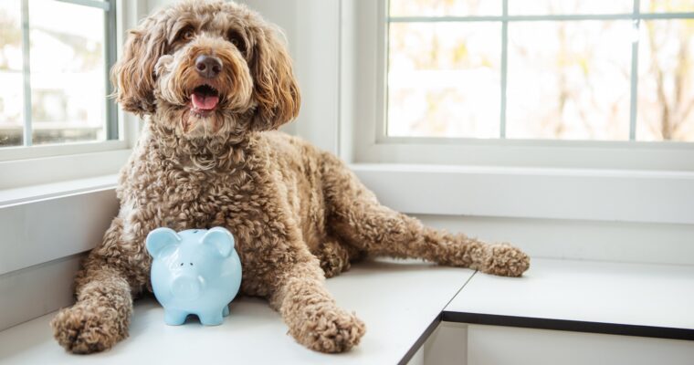 10 Tips to Relax with Dogs: Strengthen Your Bond and Find Calm Together