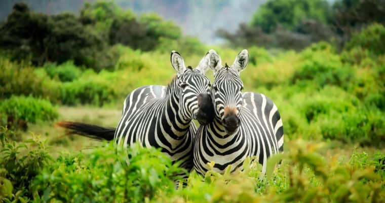 Best National Parks and Reserves for a Madagascar Safari