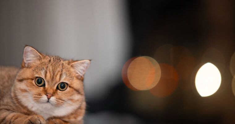 How Much to Save for a Pet Emergency Fund
